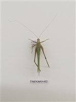 藏品(直翅目(1))的圖片